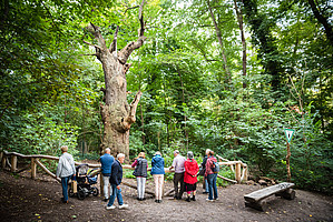 Die Gruppe steht hinter einer Holzbarriere vor der Dicken Marie, einer alten Eiche mit dickem Stamm (190cm Durchmesser) und nur noch wenigen Ästen.
